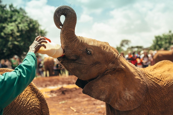 Baby elephant feeding with milk in national park Nairobi, Kenya 