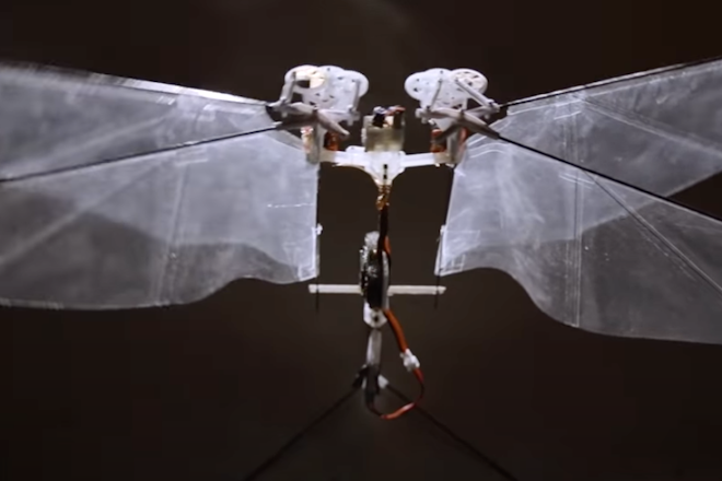 Roboterbiene DelFly mit vier grossen Flügeln
