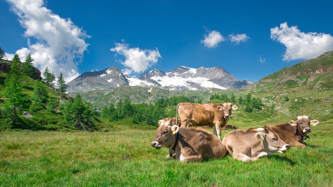 Kühe grasen in den Bergen auf einer Wiese