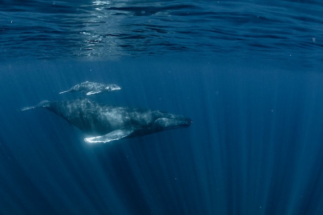 Wale nehmen Mikroplastik mit Krill und anderem Futter auf.