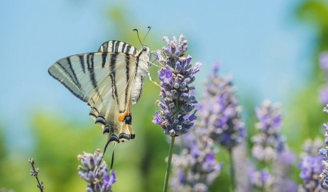 Ein Schmetterling sitzt auf einer von vielen Blumen in der Blumenwiese