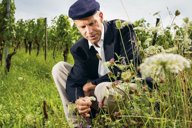 Karl Schefer sitzt in den Weinbergen und betrachtet wilde Blumen