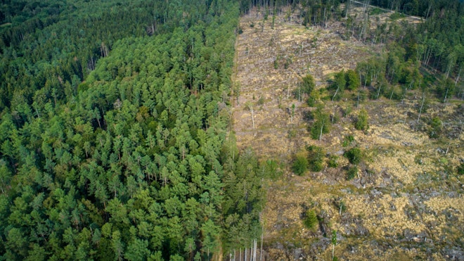 Das Bild ist unterteilt durch eine halbe gerodete Fläche (rechts) und ein bewaldeter Teil (links)