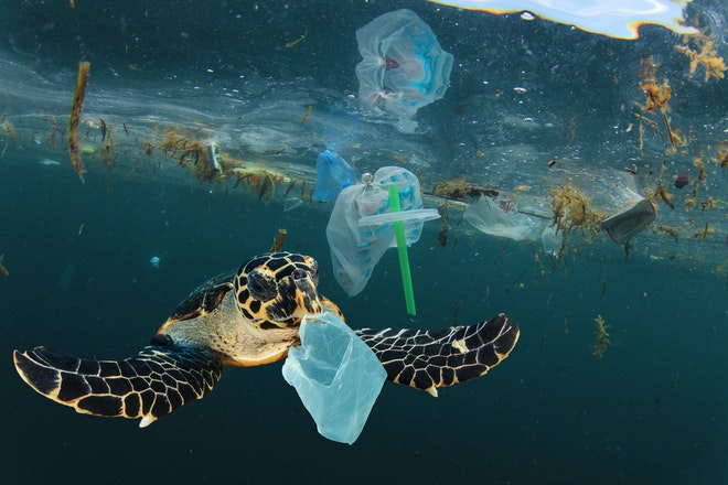Die Plastikverschmutzung in den Ozeanen macht Meerestieren das Leben schwer.