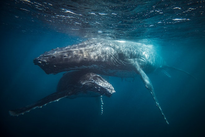 Zwei Wale schwimmen just unter der Meeresoberfläche