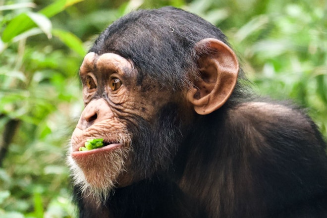 Schimpanse isst grünes Blattgemüse