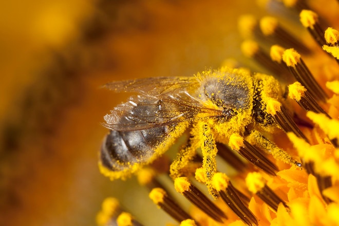 Biene auf Sonnenblume sammelt Pollen