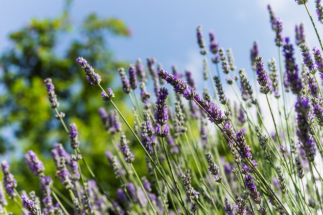 Lavendel verbreitet einen angenehmen Duft und zieht Bienen & Co. wie ein Magnet an.