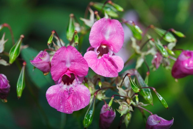 pinke Blüten erinnern an Orchideen und kleine grüne Kapselfrüchte