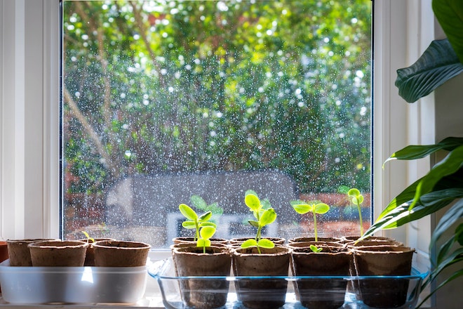 Junge Gurkenpflanzen auf einer sonnigen Fensterbank