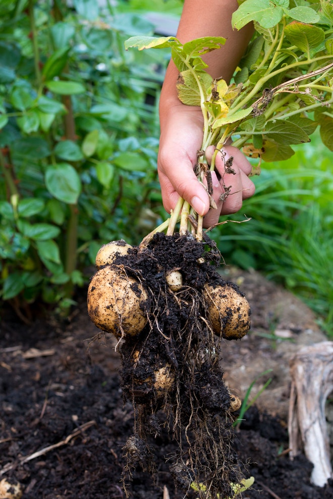 Hand zieht eine Kartoffelpflanze aus der Erde