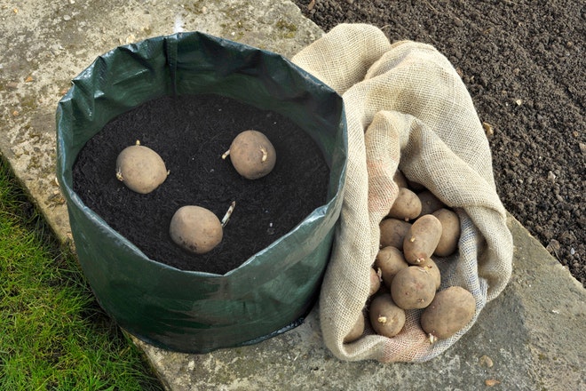 Kartoffeln in einem Sack auf Erde gepflanzt