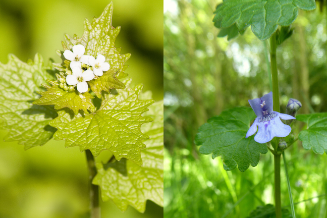 Knoblauchrauke mit weissen kleinen Blüten und Gundermann mit lilaner Blüte, zwei Bilder in einem Bild verglichen