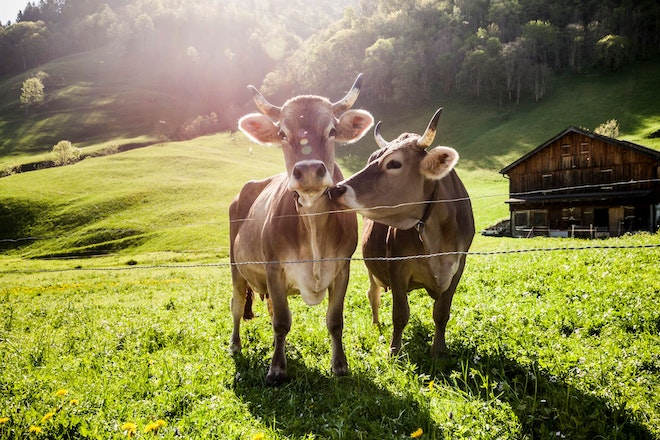 Zwei graue Kühe mit Hörnern stehen auf einer Wiese