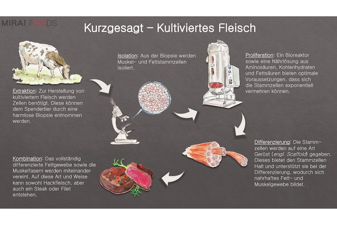 Eine Grafik erklärt, wie kultiviertes Fleisch entsteht