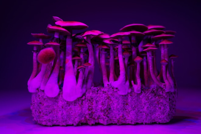Pilze und ihr Gefleckt in einem violetten Licht
