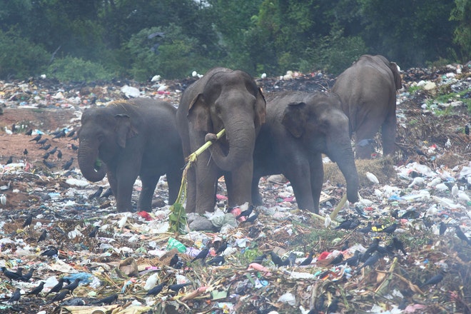 In Sri Lanka sterben jährlich rund 5 Elefanten an den Folgen von Plastik.