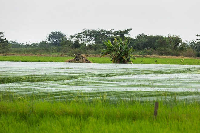 Ein Reisfeld in Ghana