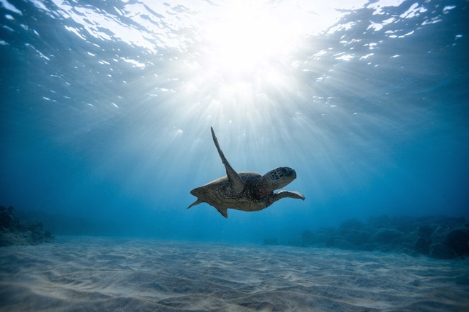 Eine Meeresschildkröte im Wasser