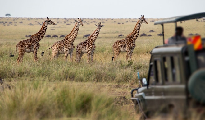 Ein Jeep auf Safari fährt an einer Gruppe Giraffen vorbei
