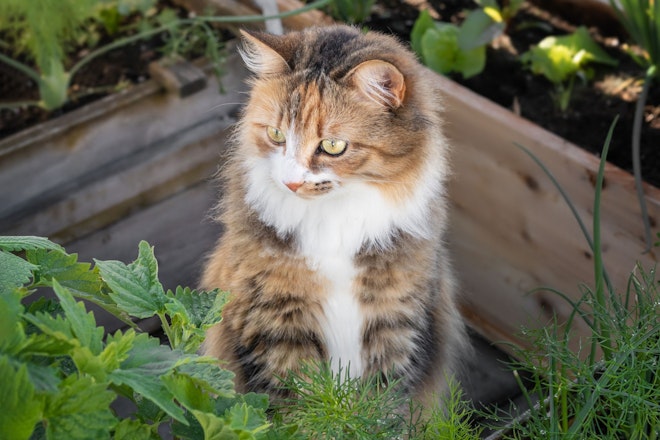 Eine Katze sitzt neben einem Beet und schaut die Pflanzen interessiert an