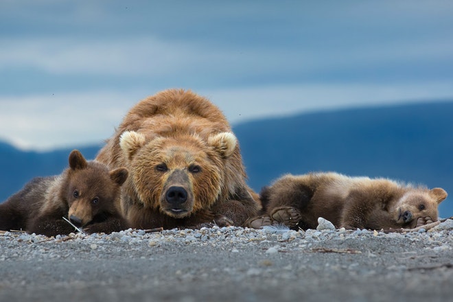 Eine Bärenmama mit ihren zwei Jungen