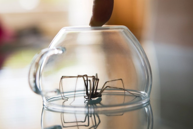 Eine Spinne unter einer Tasse aus Glas