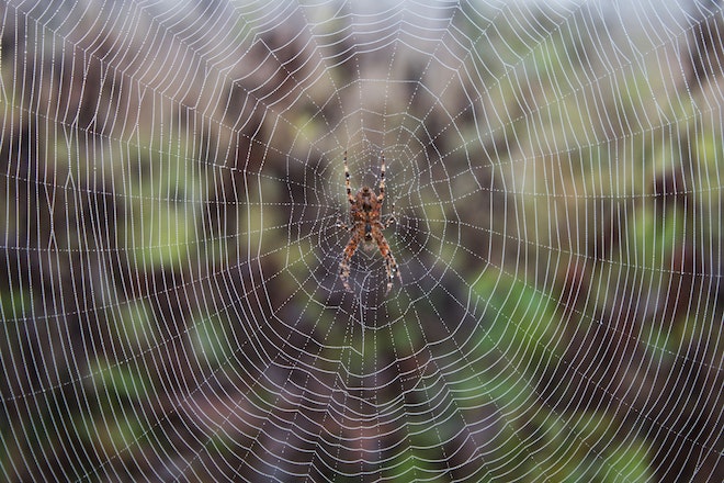 Eine Spinne in einem Netz mit Tropfen