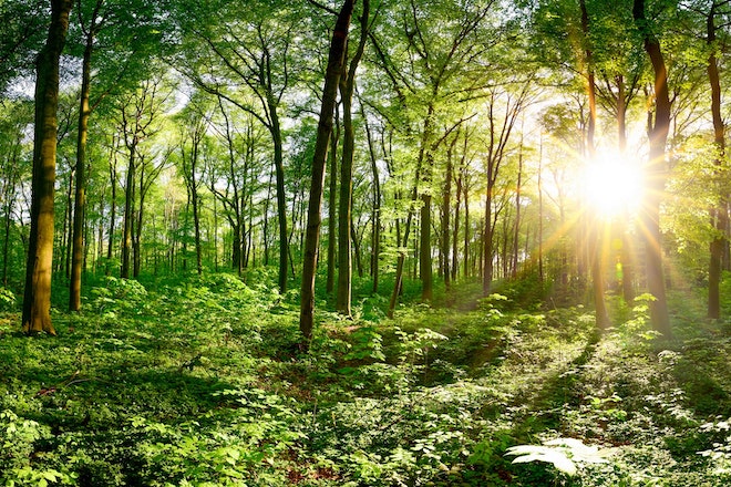 Wald mit Wildkräutern am Boden und von Sonne erleuchtet