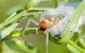 Welche ungiftigen und giftigen Spinnen gibt es in der Schweiz?