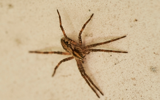 Die Nosferatu-Spinne ist eine invasive Art in der Schweiz
