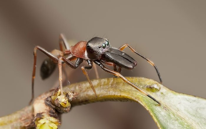 Lebt gerne mit Ameisen zusammen: Die Ameisenspringspinne