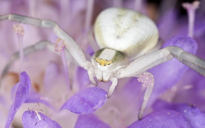 Spinnen in der Schweiz: Krabbenspinne