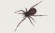 Spinnen in der Schweiz: Fettspinne