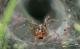 Spinnen in der Schweiz: Labyrinthspinne