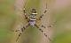 Spinnen in der Schweiz: Wespenspinnen