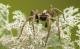 Spinnen in der Schweiz: Wolfspinne