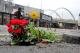 Guerilla Gardening: Grüne Akzente in kargen Grossstädten