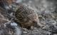 Igel überwintern: Ein Plätzchen im Garten