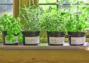 Der Indoor-Garten: Wie die Fensterbank zum Minigarten wird