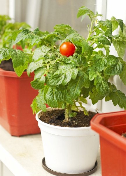 Tomaten ernten im Winter? Der Indoor Garten machts möglich
