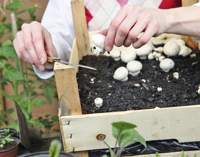 Auch Pilze können im Indoor Garten angepflanzt werden