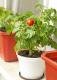 Indoor Garten: Tomaten wachsen innen auch im Winter