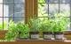 Indoor Garten: Mit wenig Aufwand innen anpflanzen
