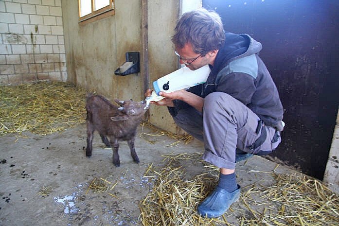 Gnadenhof Vaikuntha: Ziegen bekommen viel frische Milch