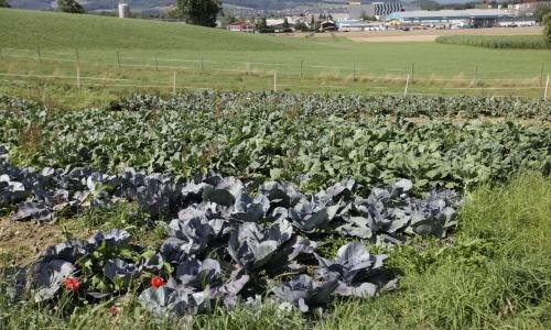 Auf dem Schweizer Gnadenhof findet man auch selbstangebautes Gemüse