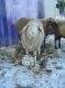 Schweizer Landwirtschaft: Ziegen, Schafe, Pferde und Kühe