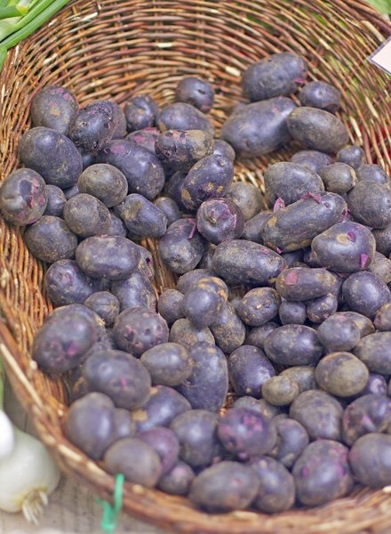 Alte Gemüsesorten: Blaue St.Galler Kartoffel