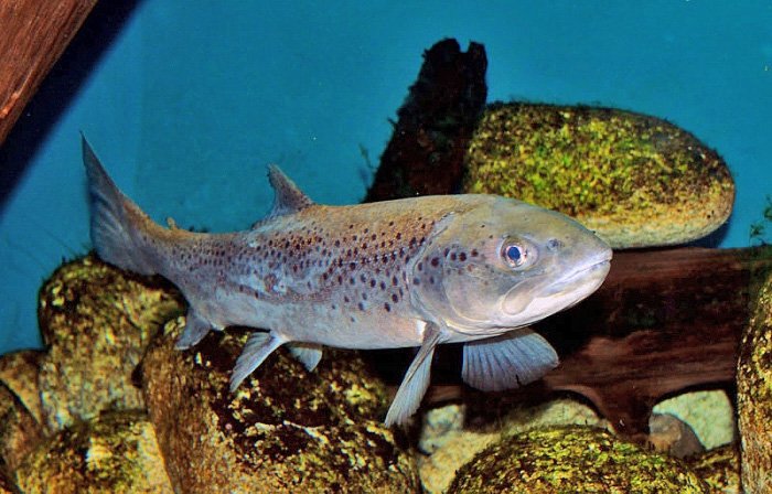 Die Bachforelle zählt zu den seltenen Fischen in der Schweiz