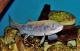 Fische in der Schweiz: Die Bachforelle ist selten